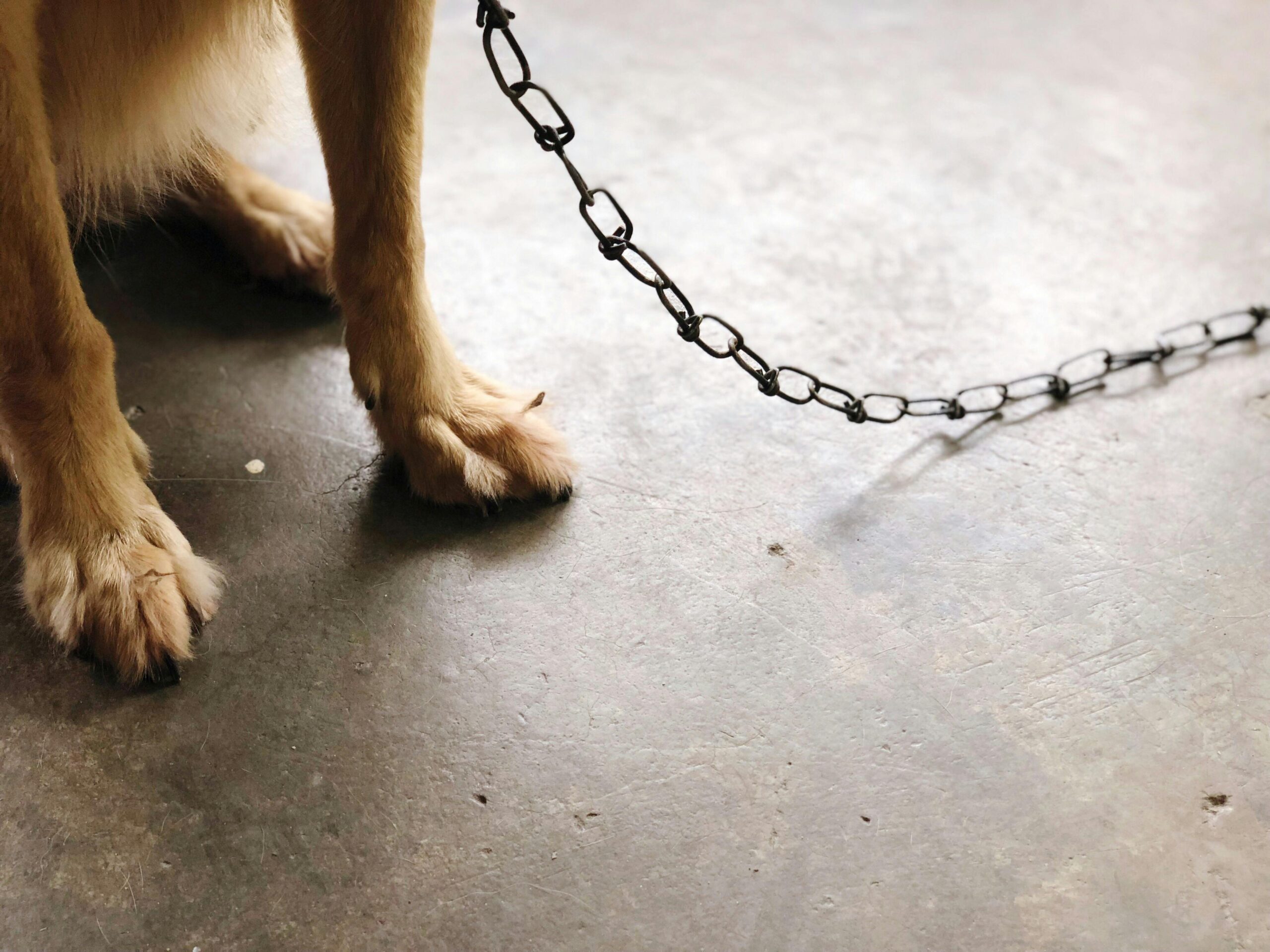 A dog standing on concrete beside a metal chain