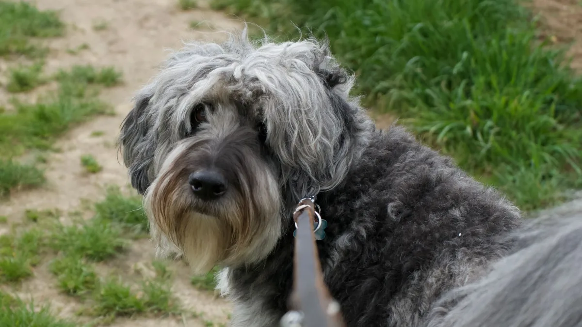 A shaggy dog on a leash walking in a green park