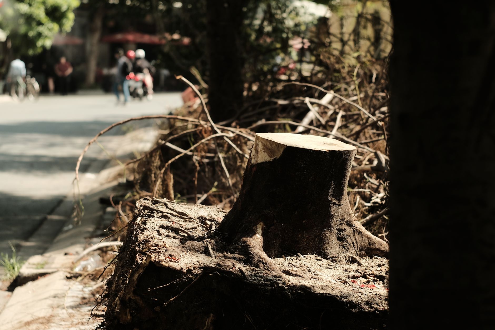 A sidewalk slab lifted and split by tree roots, creating a raised edge across the walkway