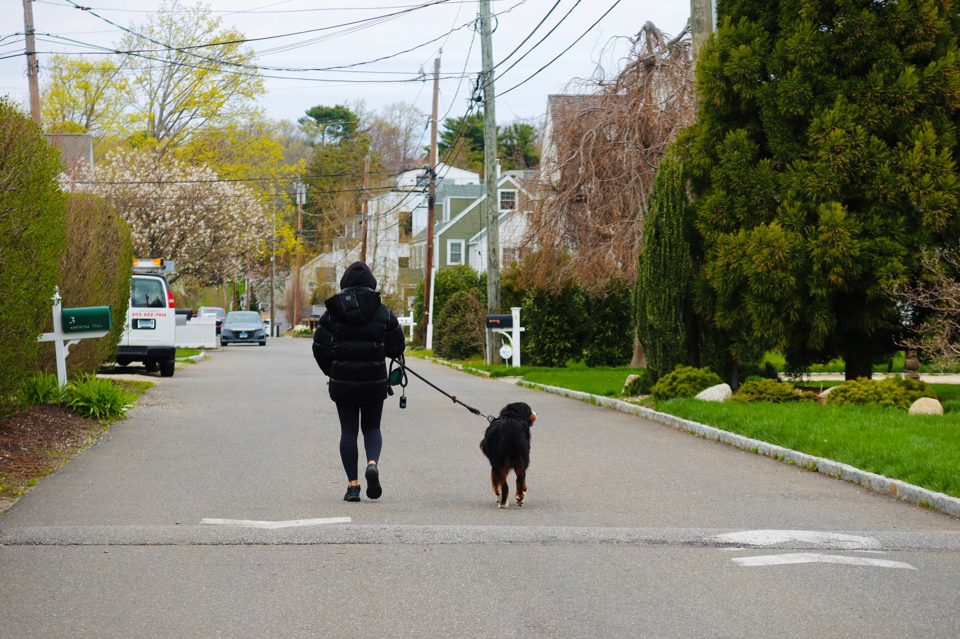 A person holding a short leash while walking a large dog past homes on a residential street