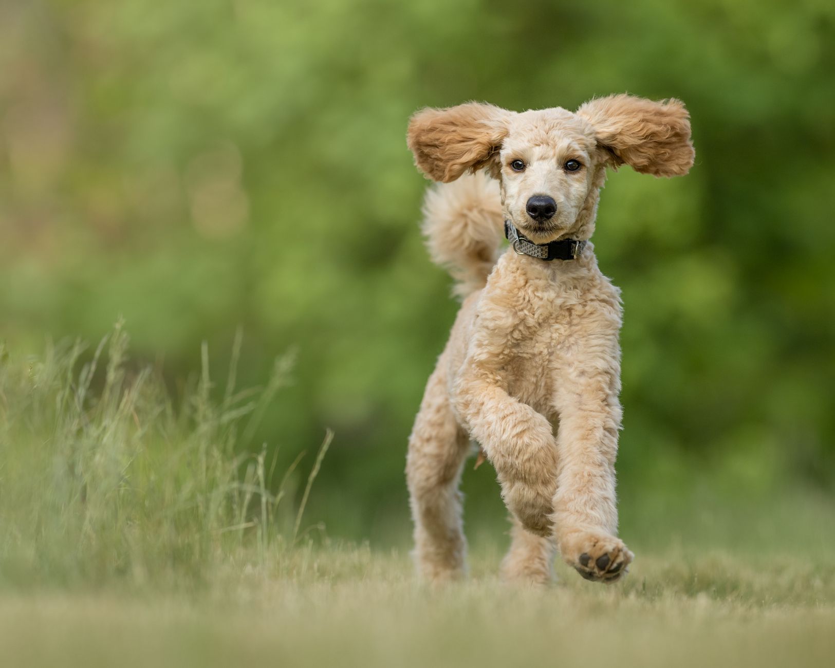 A loose dog running across open grass in a park with no leash attached