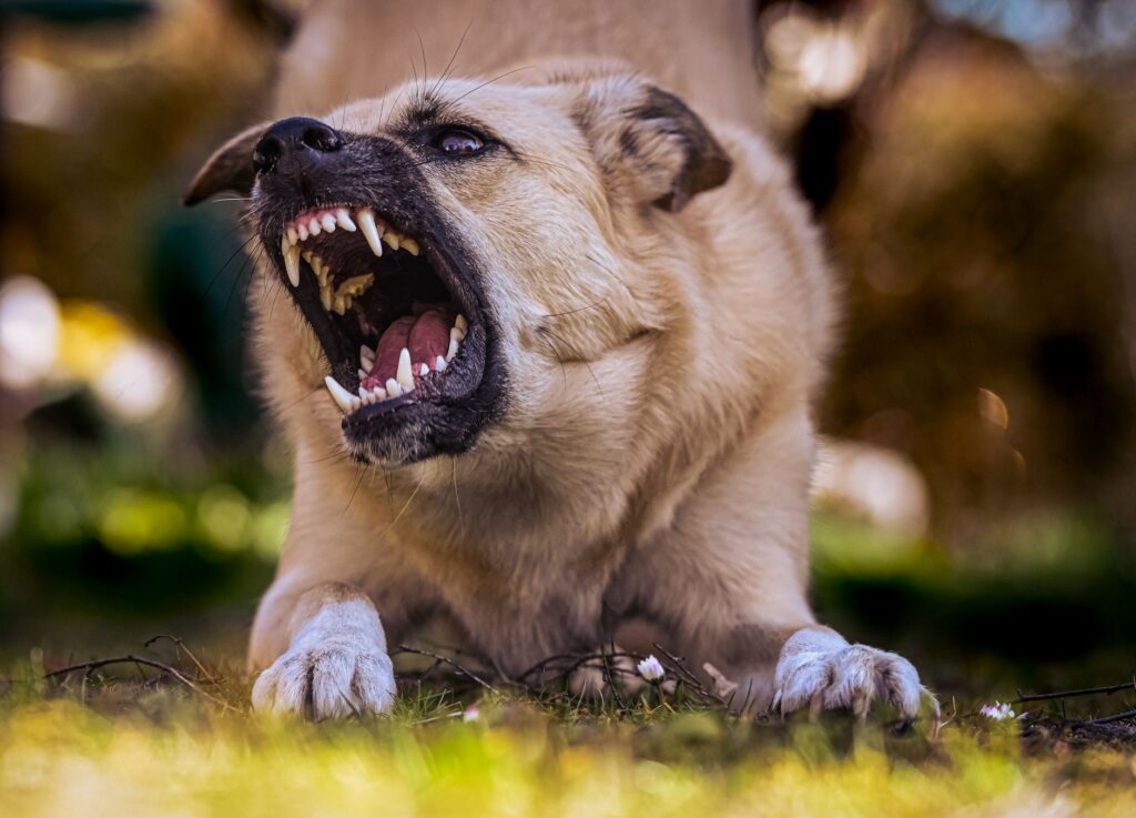 A dog showing its teeth and snarling outdoors